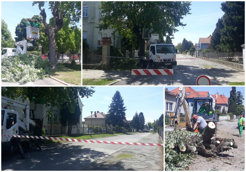 Rušenjem stabala u Milčetićevoj ulici u Varaždinu počelo uređenje te ulice