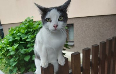 U Preloškoj ulici u Varaždinu (Banfica) pronađena crno-bijela mačka, traži se vlasnik!