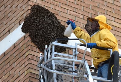 Skidanje pčela sa zgrade u Banfici
