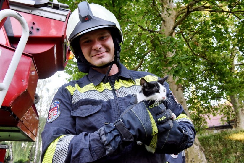 FOTO Varaždinski vatrogasci spasili mačku s drveta kod Staroga grada