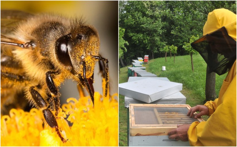 PČELE I NOVE TEHNOLOGIJE Smart beekeeping kao pomoć pčelarima