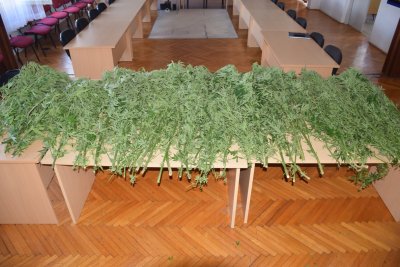 Policija u kući Mađarice pronašla četiri stabiljke indijske konoplje i 13 grama marihuane