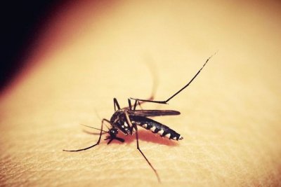 Od srijede kreće dezinsekcija komaraca na području grada Ludbrega