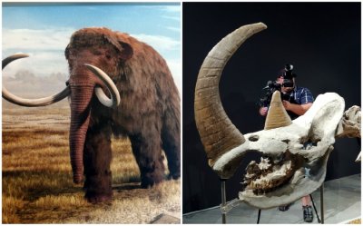 Multidisciplinarni prikaz jedinstvenog paleontološkog nalaza: Vunasti nosorog u palači Herzer