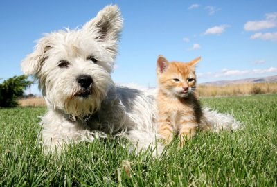 Općina Sračinec sufinancira vlasnicima psa i mački troškove mikročipiranja i kastracije