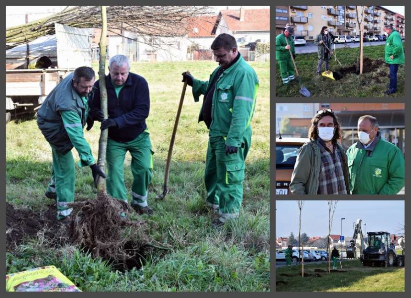 FOTO &quot;Zelene&quot; Grabanice: posađeno 15-ak stabala lipe, no to je tek dio plana ozelenjavanja Varaždina