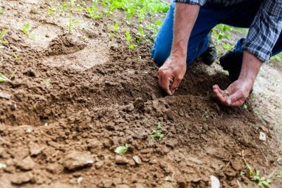 Inicijativa poljoprivrednih udruga traži odgodu donošenja zakona o sjemenu