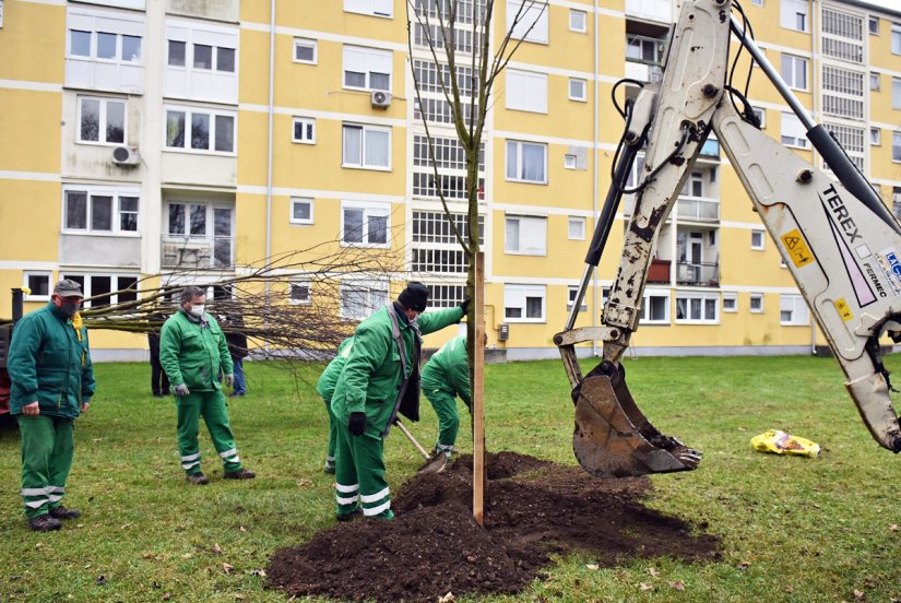 Zbog novog parkinga srušene dvije breze, ali već danas u Varaždinu osam novih stabala