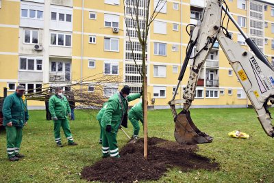 Zbog novog parkinga srušene dvije breze, ali već danas u Varaždinu osam novih stabala