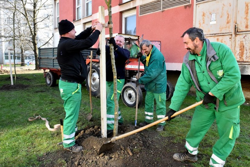 Sade se nova stabla u Trakošćanskoj ulici u Varaždinu