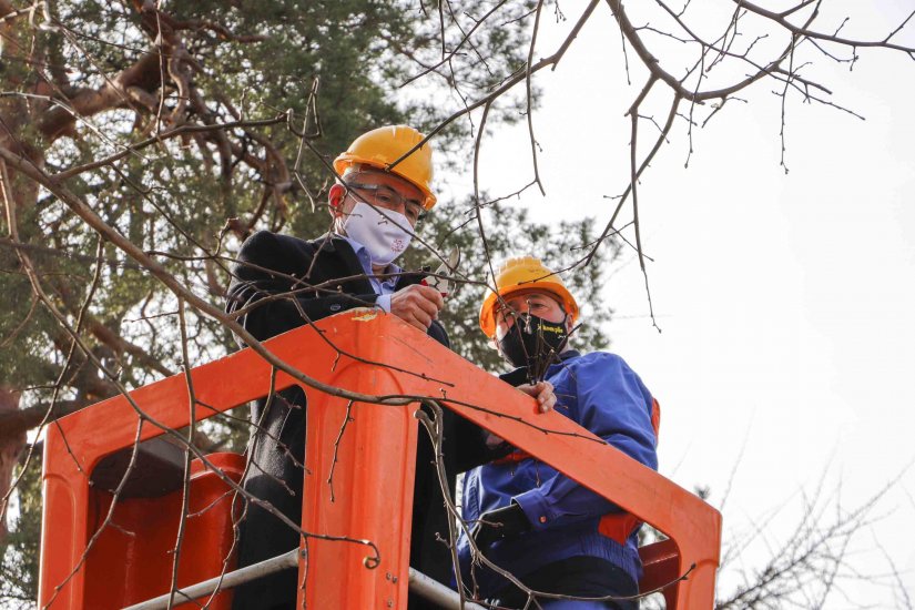 Ivanec: 250 plemki s matičnog stabla za proizvodnju novih klonova