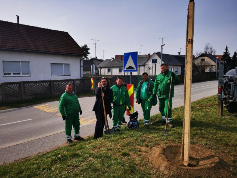 FOTO Umjesto smeća, u Harambašićevoj ulici u Varaždinu novi drvored lipa