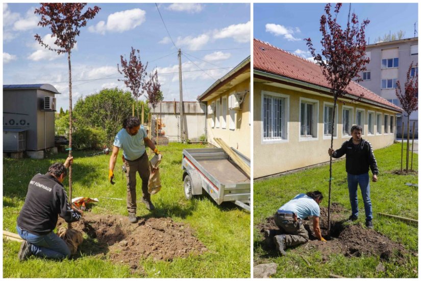 Ukras i hladovina: Širom Ivanca nastavlja se sadnja mladih stabala