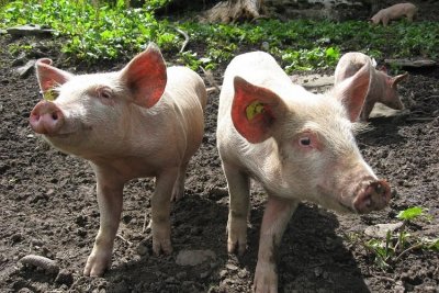 Učinkovitom primjenom biosigurnosnih mjera spriječena pojava afričke svinjske kuge