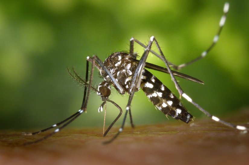Grad Varaždin nastavlja borbu protiv komaraca