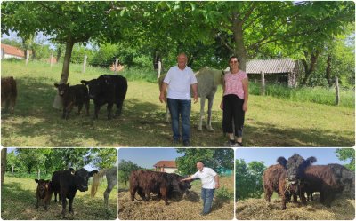 OPG MIČUDA Prvi uzgajivači krava Galloway - najstarije vrste goveda bez rogova