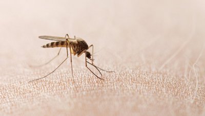 Grad, u suradnji s Zavodom za javno zdravstvo, nastavlja borbu protiv komaraca u Varaždinu