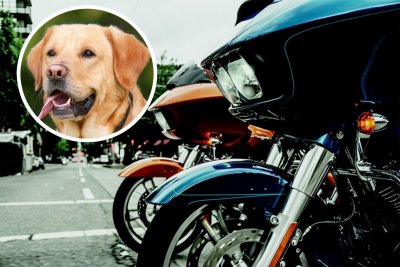 Motociklom naletio na psa i završio u bolnici, pas pobjegao s mjesta nesreće