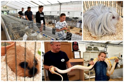 FOTO Špancirfest nisu propustile ni male životinje, stigao i piton!