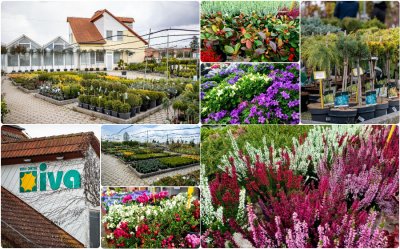 Vrijeme je sadnje lukovica, a najveći izbor vrtnog i sobnog cvijeća nađite u Vrtnom centru Iva!