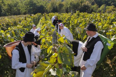 FOTO Skrajski pajdaši na Šatornjak brijegu organizirali 5. starinsku berbu grožđa