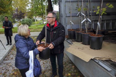 IVANEČKA LIPA Građanima darovano 150 stabalaca kloniranih lipa