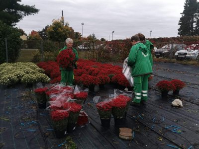 Uoči blagdana Svih svetih; u varaždinskim Parkovima u tijeku pakiranje krizantema multiflora