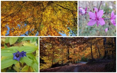 FOTO Jesen se na Ivanščici pokazuje u svom punom sjaju