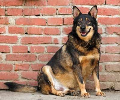 U Čičkovini nepoznatom počinitelju pas poslužio kao meta za pucanje