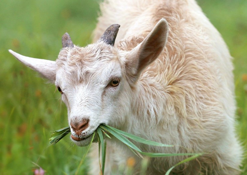 MINISTARSTVO POLJOPRIVREDE Predaja zahtjeva za uzgajivače ovaca i koza do 26. studenog