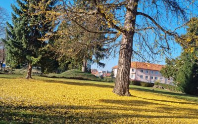 RARITETNI UKRAS IVANEČKOG PARKA Zlatni sag ispod stabla ginka bilobe