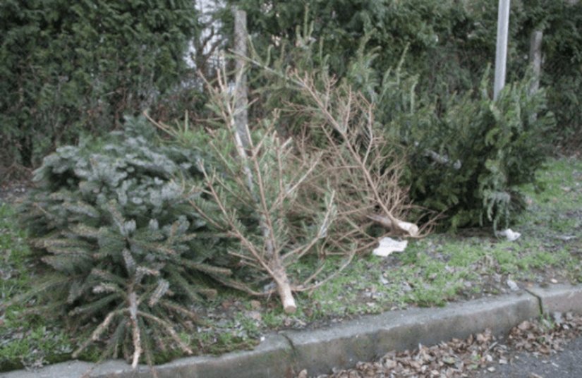 Čistoća odvozi božićna drvca iz varaždinskih domaćinstava i prigradskih naselja
