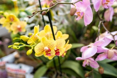 VRTLARIJA VIJENAC Kako njegovati najpopularniju orhideju