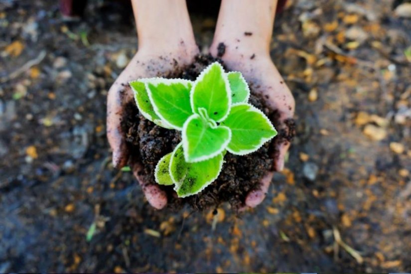 VRTNI CENTAR IVA Otkrijte kakvo tlo biljke trebaju i uz koje će minerale vaše biljke bujati