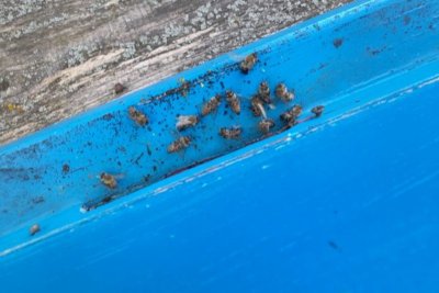 Za novi pomor pčela u Međimurju (opet) krivac needucirani poljoprivrednici?