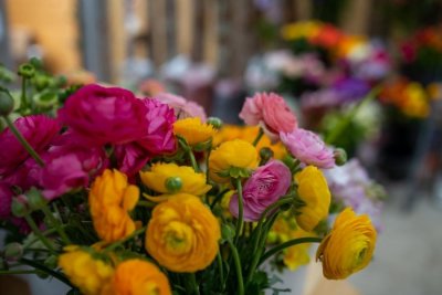 Ljubitelji cvijeća uživali na Danima otvorenih vrata Vrtlarije vijenac u Strahonincu
