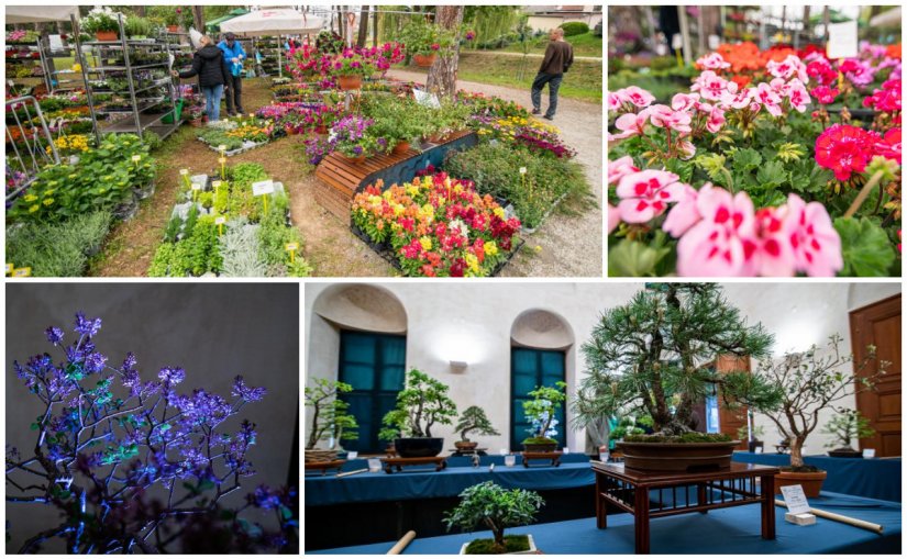 FOTO Ludbreg - cvjetna metropola: Posjetite izložbe Flora Centrum Mundi i Svijet minijaturnog drveća