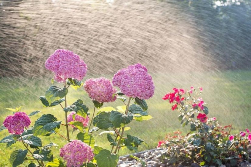 VRTNI CENTAR IVA Cvijeće i povrtnjake najbolje je zalijevati navečer, a travnjake ujutro