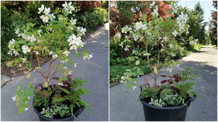 Dobitnik/ica cvjetne kombinacije Srednje škole Arboretum Opeka je...