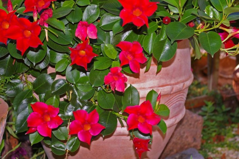 BRAZILSKI JASMIN Saznajte kako se brinuti o tropskoj biljci čiji cvjetovi sliče oleandru