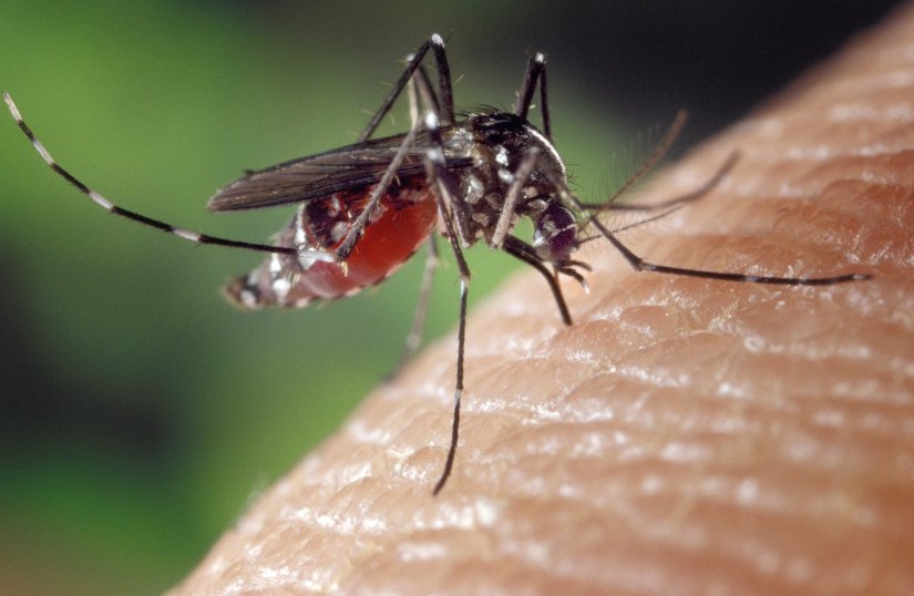 Krajem lipnja kreće dezinsekcija i akcije suzbijanja komaraca u gradu Varaždinu