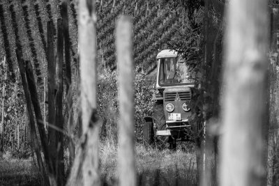 Prilikom malčiranja u vinogradu smrtno stradao vozač traktora