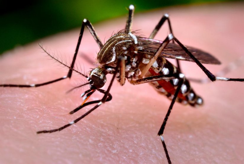 Raspored adulticidne dezinsekcije komaraca na području Varaždina od 25. do 30. srpnja