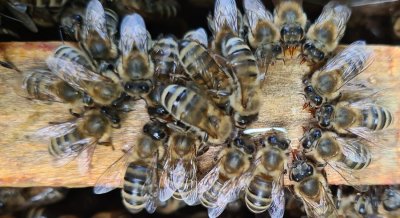 VIDEO Varaždinski pčelari objavili video sa savjetima o postupanju u slučaju uboda pčele, ose ili stršljena