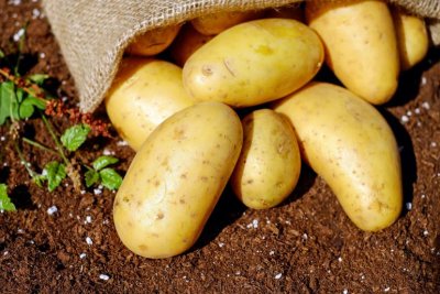 Na polju iz zemlje u Vratno Otoku ukradeno nekoliko stotina kilograma krumpira