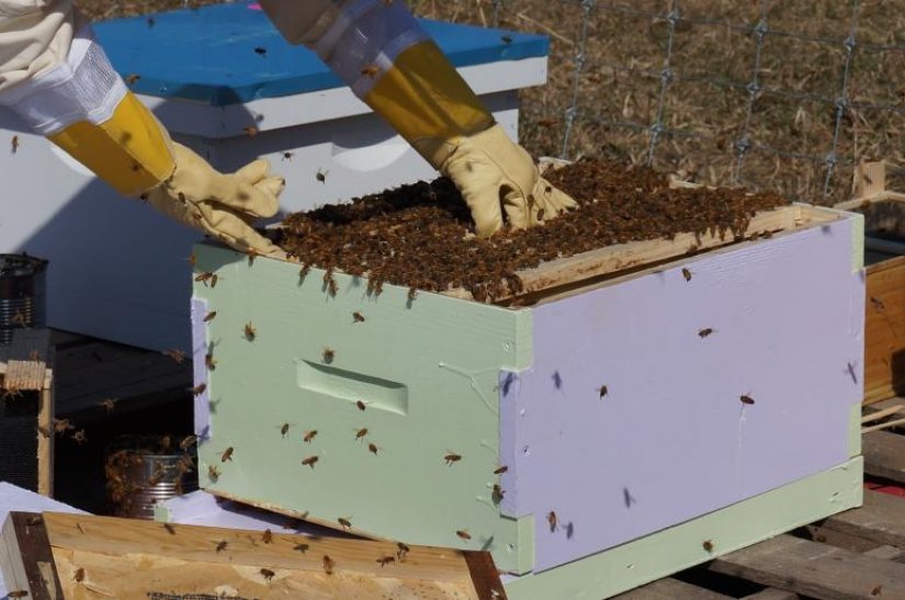 DOBRO JE ZNATI Počela je predaja zahtjeva za saniranje štete zbog pomora pčela!