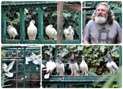 Varaždinski slikar zaljubljen u golubove: &quot;Pravi su romantičari, guguču, šmajhlaju se, ali i svađaju&quot;