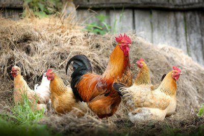 Javna rasprava za građane Ivanca: Želite li zabranu držanja domaćih životinja u gradu?