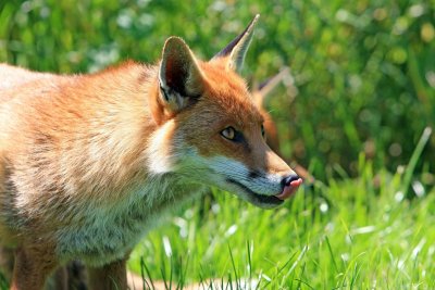 Započela jesenska oralna vakcinacija lisica protiv bjesnoće u Hrvatskoj
