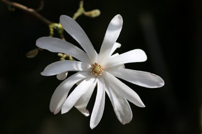 VRTNI CENTAR IVA Daruje biljku magnolia stellata